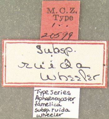 Media type: image; Entomology 20599   Aspect: labels 3